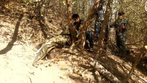 نجات یک قلاده خرس قهوه ای در آمل و رهاسازی در زیستگاه طبیعی