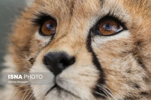 مشاهده تلما و توله اش بعد از ۳ سال در توران