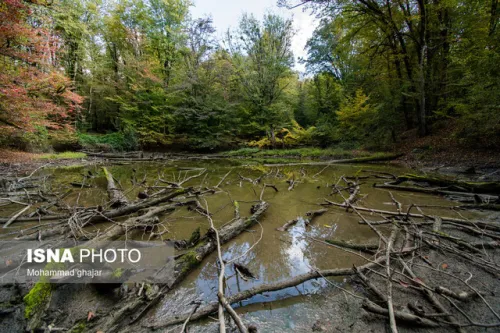 خطر بیمارپروری در مدیریت جنگلها
