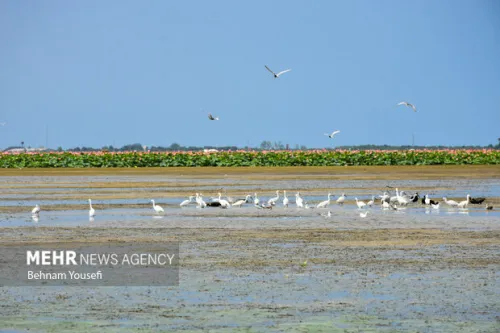 صدور سند ۱۶ تالاب به نام دولت