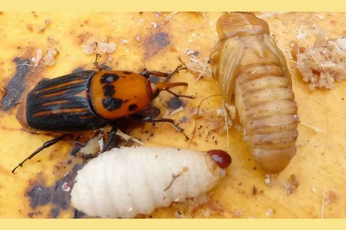 سوسک سرخرطومی حنایی، قاتل خاموش نخلستان ها و راهکارهای علمی برای مقابله با آن