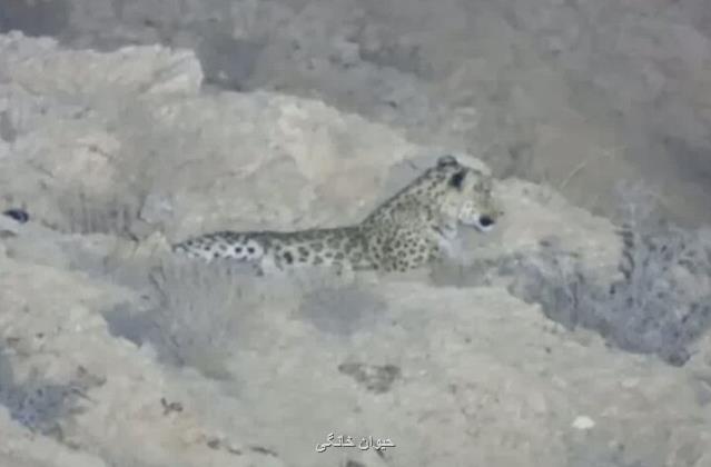 حضور پلنگ در ارتفاعات مشرف به شاهرود مردم در جاده سلامتی احتیاط کنند