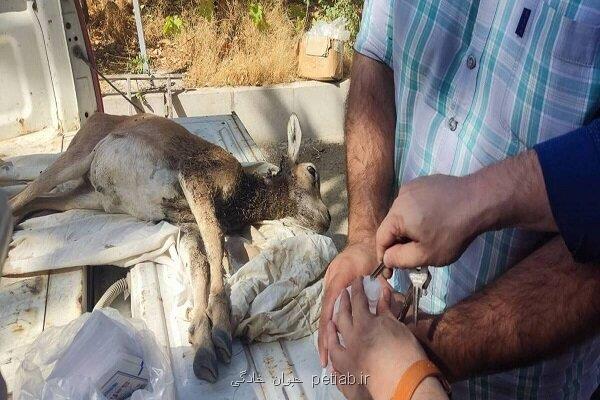 تیمار بره میش وحشی مصدوم در شمیرانات