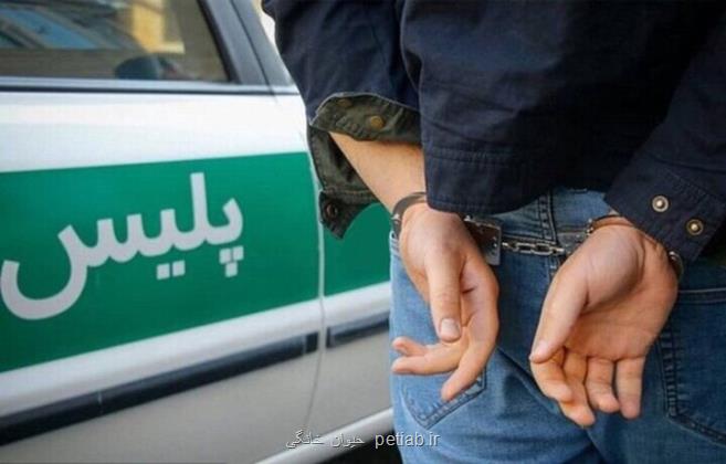 دستگیری شکارچیان غیر مجاز در مجن ۲ رأس گوسفند وحشی شکار شد