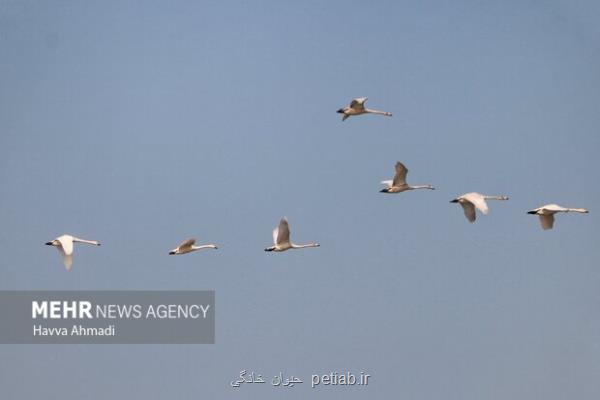 مهمانی پرندگان مهاجر در پناهگاه حیات وحش عباس آباد نائین