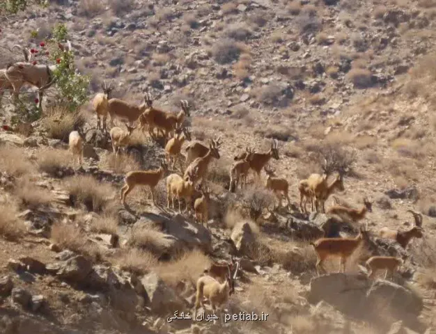 اجرای سرشماری حیات وحش در پارک ملی بختگان فارس