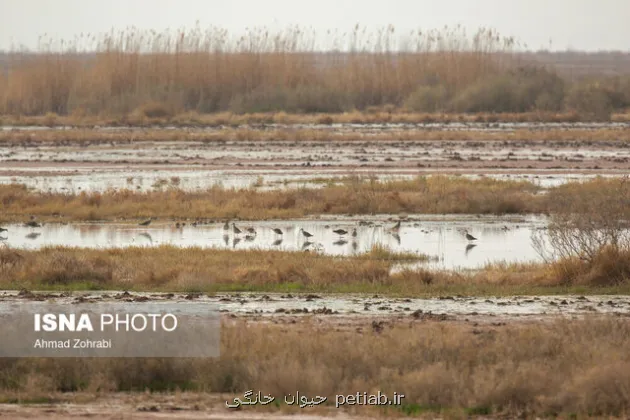 تأمین حق آبه برای تالاب یا گرد و غبار برای شهر؟