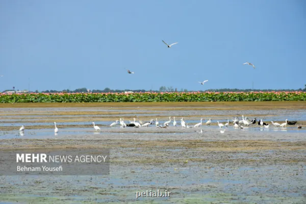 صدور سند ۱۶ تالاب به نام دولت