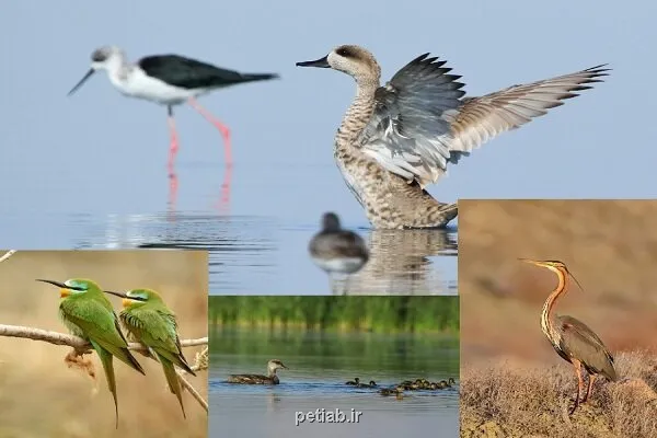 هدیه زمستان به آذربایجان غربی تالاب های اقماری دریاچه ارومیه جان گرفت