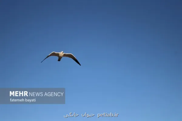 روز جهانی پرندگان مهاجر انعکاس حیات در مسیرهای آسمانی