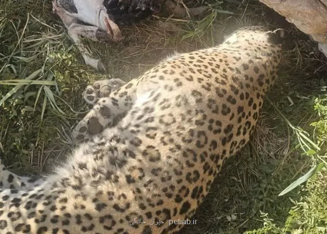 علت مرگ پلنگ عباس آباد