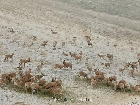 علوفه دهی زمستانه حیات وحش منطقه حفاظت شده ورجین توسط محیط بانان