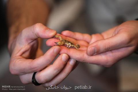 پرورش عقرب در همسایگی شما، بازار داغ سوداگران زهر