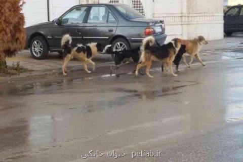سگی زنده سوزی نشد، مشكل اهواز زمین های رها شده است