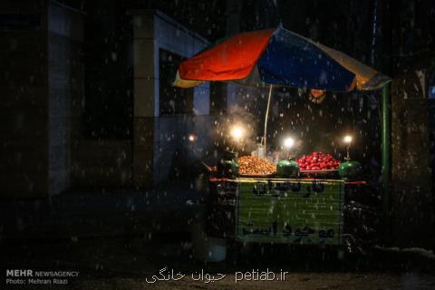 شب برفی تهران، آخر هفته هوا ۱۰ درجه سردتر می گردد