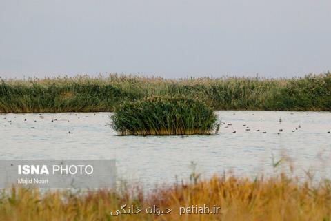 حال میقان خوب شده است