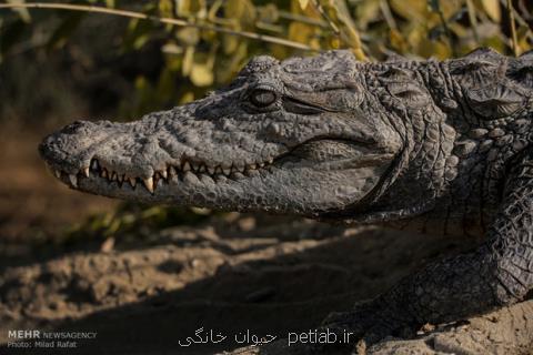 زنده گیری یك تمساح سرگردان در چابهار