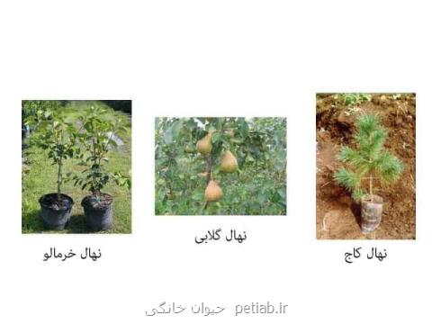 فروشگاه بذر در شهرستانهای آذربایجان غربی