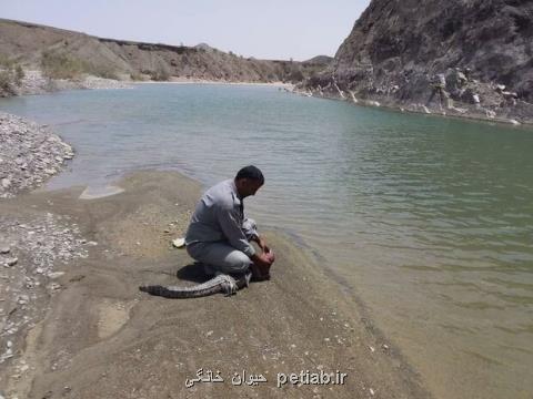 زنده گیری یك تمساح مردابی سرگردان در قصر قند