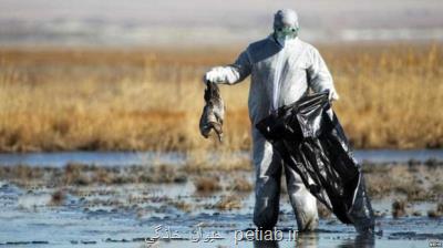 ایران رسما از بیماری آنفلوآنزای پرندگان پاك اعلام گردید