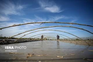 كاهش 3 تا 5 درجه ای دما در شمال كشور