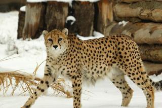 دنبال بهترین گزینه برای یوزها هستیم، هورمون تراپی دلبر ایراد داشت