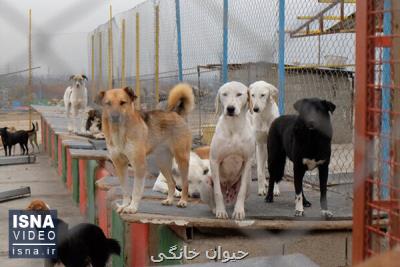 رفع نقصها نقاهتگاه سگ های بدون صاحب كهریزك تا ده روز دیگر