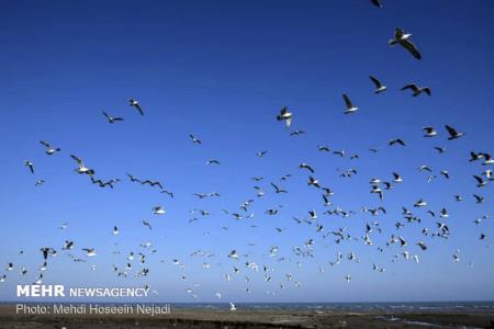 آغاز حضور پرندگان مهاجر در تالاب های همدان