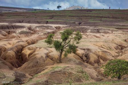خاك، عنصری مهم برای تنوع زیستی است