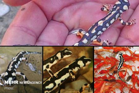 راه شكافی بیخ گوش گونه ای جهانی