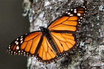 خطر انقراض پروانه های شهریار به علت تغییرات اقلیمی