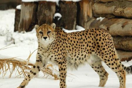 تكثیر در اسارت یا حفظ زیستگاه پرسش اشتباه برای حفاظت یوز