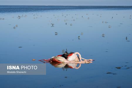 گمانه زنی ها درباره علل مرگ پرندگان مهاجر میانكاله