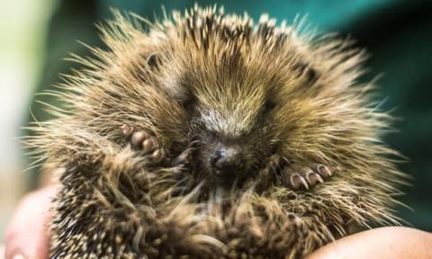 صدمه های محیط زیستی انگلیس بعد از ترك اتحادیه اروپا