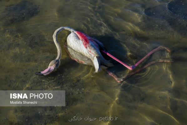 مسمومیت پرندگان در میانكاله مازندران تایید نشد