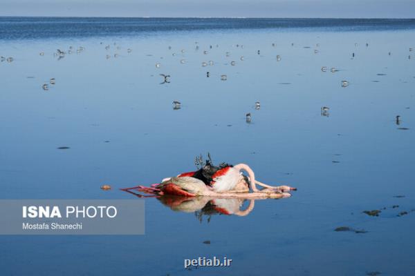 گمانه زنی ها درباره علل مرگ پرندگان مهاجر میانكاله