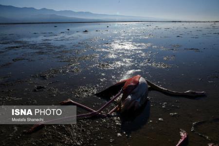 تلفات پرندگان مهاجر به سواحل بندرگز هم رسید