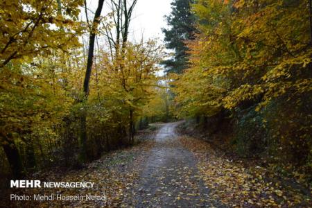 توزیع ۹ میلیون اصله نهال در هفته منابع طبیعی