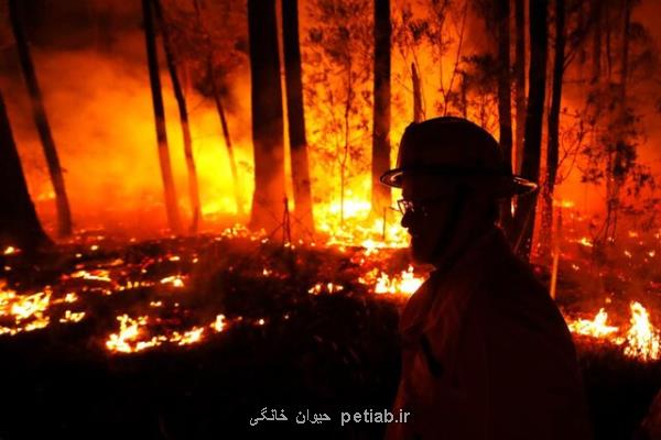 افزایش ۳۰ درصدی خطر آتش سوزی در جنگل های استرالیا با تغییرات اقلیمی