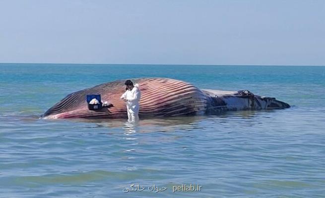 علت مرگ نهنگ به گل نشسته در ساحل لیلتین دیلم بررسی می شود