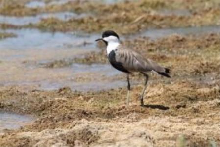 ۷ نكته درباره پرندگان بومی و غیر بومی ایران