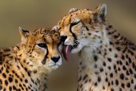 هزینه تكثیر یوزپلنگ را صرف بنزین محیط بانان كنند!