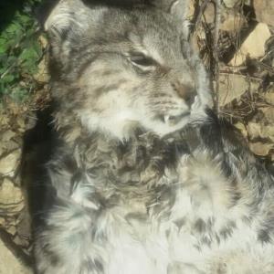 یك لینكس دیگر در البرز به علت نامعلومی تلف شد