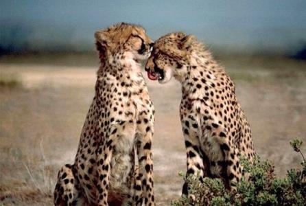 سازمان محیط زیست از اختلاف نظرهای كارشناسی سوءاستفاده می كند