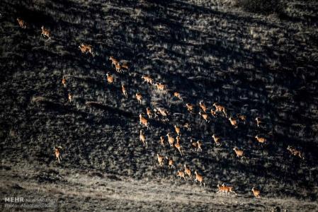 تعیین جنگلهای هیركانی شمال بعنوان مناطق ممنوعه شكار