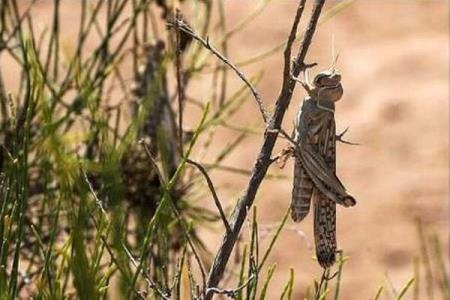 ادعای حمله ملخ ها به تهران قابل قبول نیست