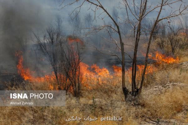 عمدی بودن 4 مورد از آتش سوزی در بوستان های تهران