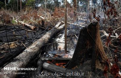 آگاه سازی مردم در برخورد اصولی با آتش سوزی جنگل لازم است