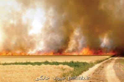 سالانه 30 هزار هكتار زمین كشاورزی در شوشتر به آتش كشیده می شود
