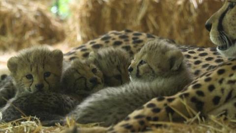 تولد 4 یوزپلنگ در اتریش و امید به نجات یك گونه در معرض خطر